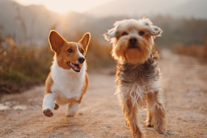 Arn�s reflectante para perros - en uso