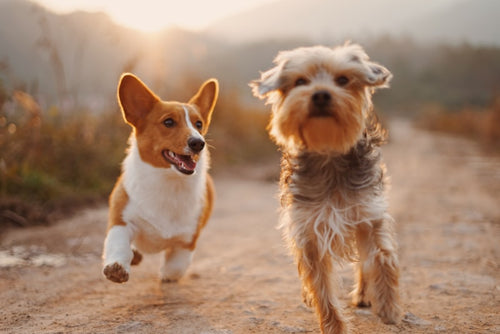 Arn�s reflectante para perros - en uso