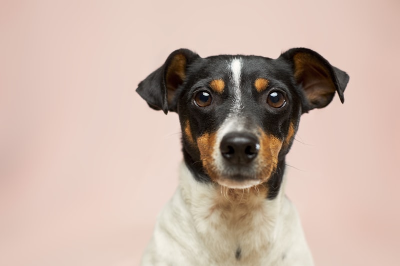 Collar premium - en perro