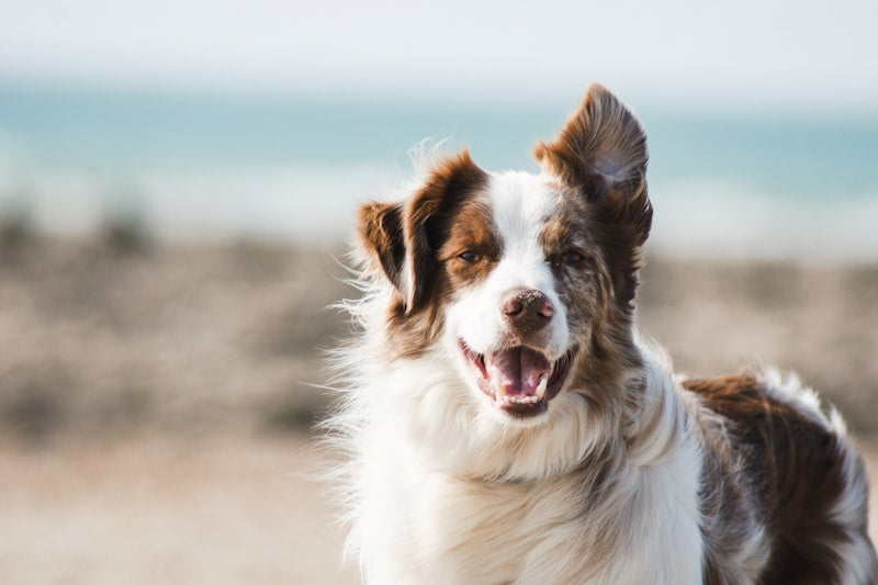 Arn�s reflectante para perros - detalle